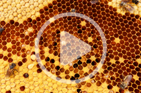 Controlling Moisture in Your Hives Image